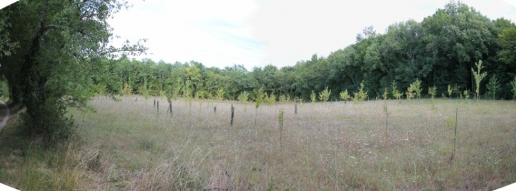 Le terrain une fois boisé (Ph. G. BRANCHUT)