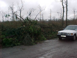 Peu d'arbres sont restés debouts (Ph. Daniel BRANCHUT)